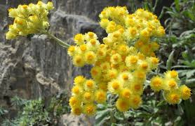 Altın renginde bir bitki türü: Ölmez çiçek nasıl bir ürün? Faydası ortaya çıktı! Duyan herkes alıyor... Mest etti