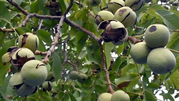  Şifa veren bitki: Kendiliğinden yetişiyor, 1 tanesi bile hafızayı uçuruyor!