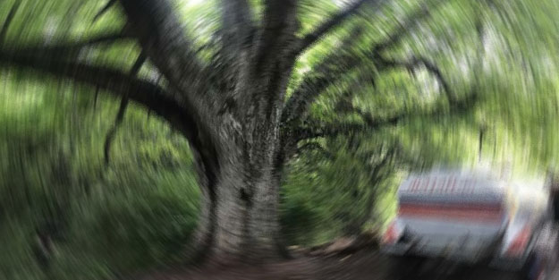 Altına sığındığı ağaç hayatının sonunu getirdi
