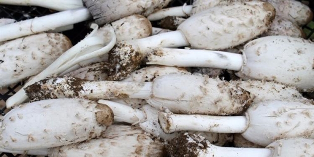 Altından bile daha fazla ilgi görüyor! Bakın neden