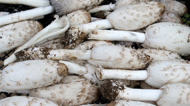 Altından daha kıymetli