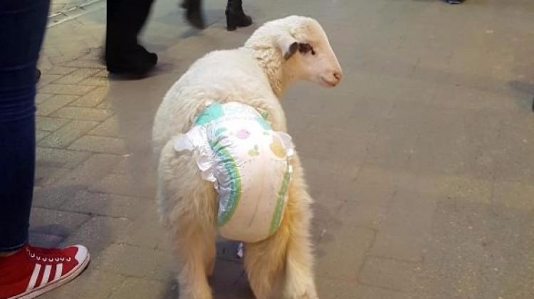 Altını bezlediği kuzuyla caddede dolaştı!