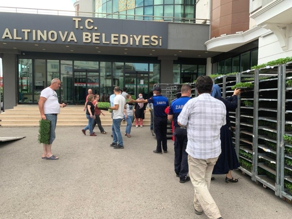 Altınova’da 167 bin yerli tohum fidesi dağıtıldı 