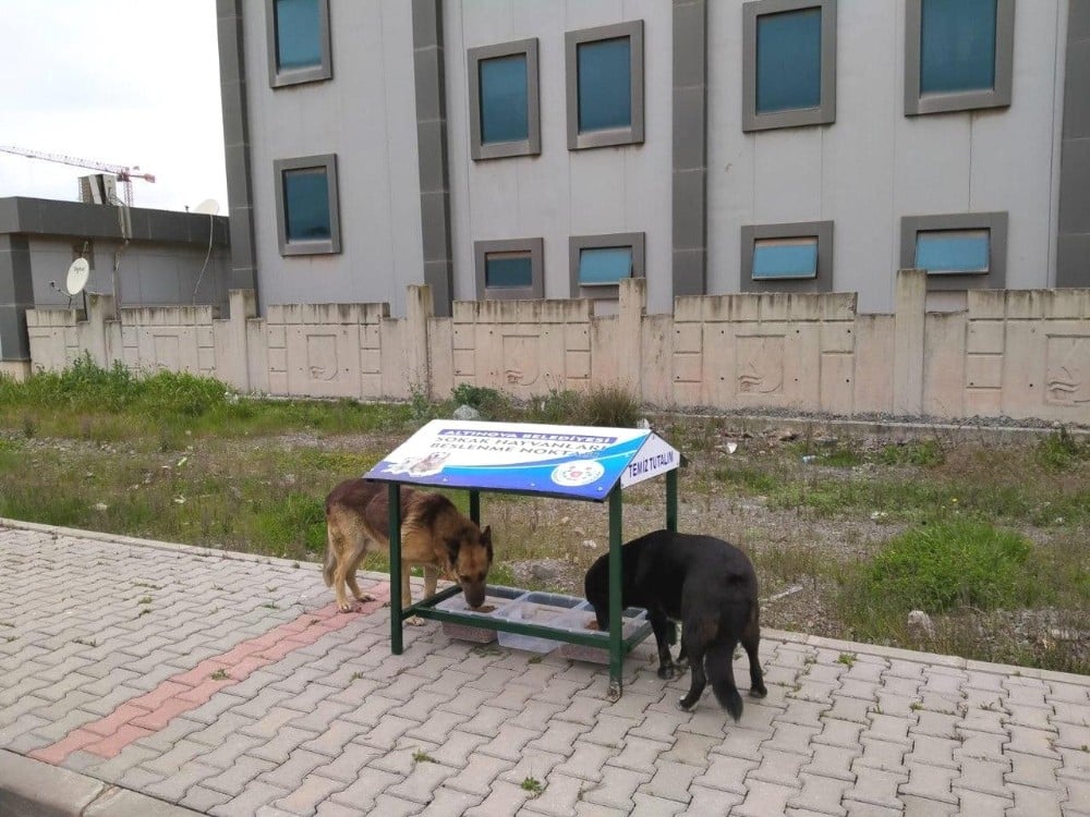 Altınova’da sokak hayvanları unutulmadı 