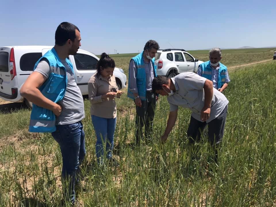 Altıntaş’ta buğday ve arpada zarar 200 bin dekar 