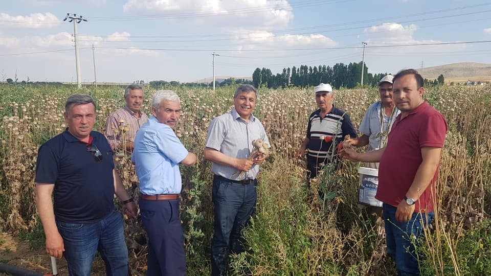Altıntaş’ta haşhaş bereketi 