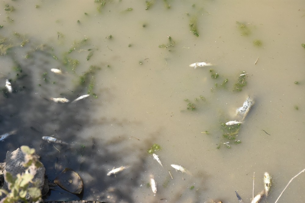 Altyapı çalışması için kanal suyu kesildi, yüzlerce balık telef oldu 
