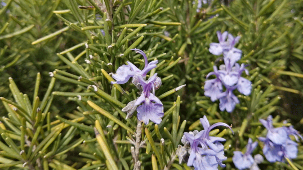 Alzheimer’a karşı doğal çözüm! Mutfaktaki iki bitki umut oldu