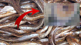 Aman Allahım! Bu nasıl bir şey böyle! 500 tane dişiyle tüm balıkları yutuyor