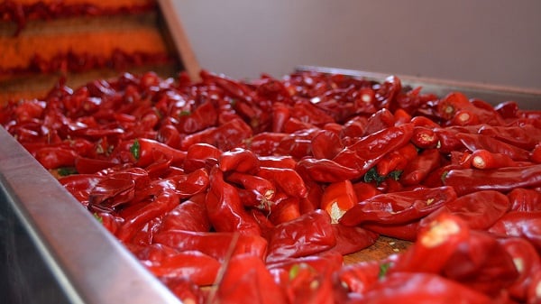 Aman çok dikkat edin! Acı yemeyi sevenlere kötü haber!