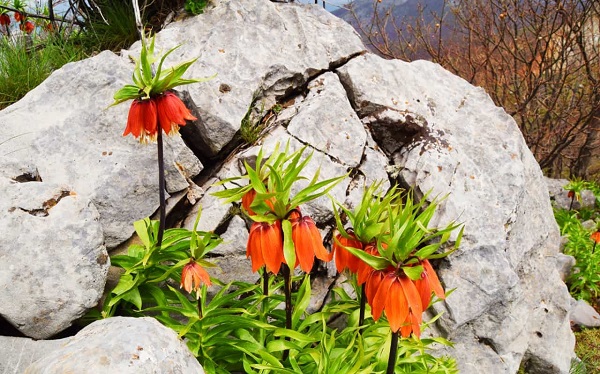 Aman çok dikkat edin! Bu çiçeği kopartmak istiyorsanız; 244 bin lirayı hazırlayın