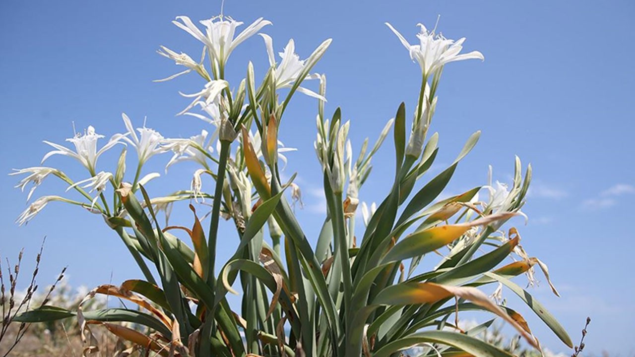 Aman çok dikkatli olun! 380 bin TL'niz yoksa bu çiçeğe yaklaşmayın