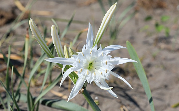 Aman dikkat! 244 bin liranız yoksa bu çiçeğin yanından geçmeyin
