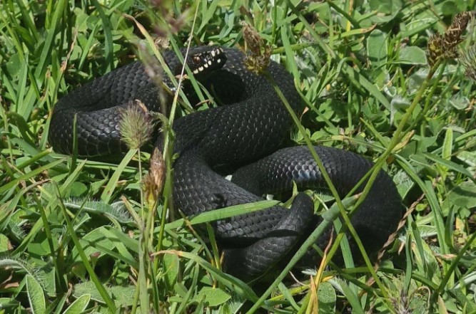Aman dikkat: Bu yılan Bursa'da bulundu! Tek ısırıkla yüz kişiyi öldürebilir