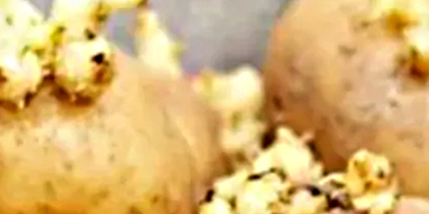 Aman dikkat! Filizlenmiş patates...