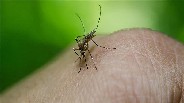 Aman dikkat! Sıtma vakaları Türkiye'ye gelebilir