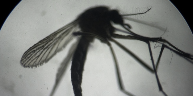 Aman dikkat: Sivri sinekler ölümcül hastalıklara neden olabilir!