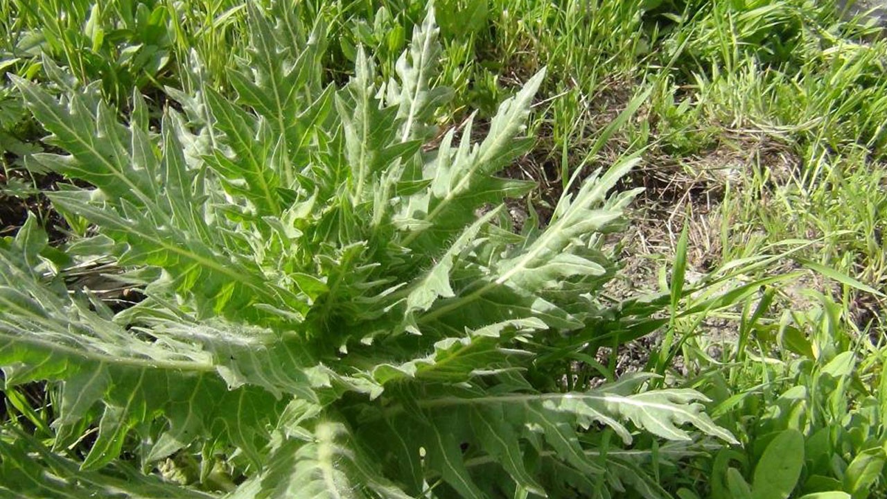 Aman dikkat uzak durun! Masum değil, ölüm saçıyor