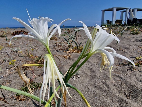 Aman dikkatli bakın! Siz siz olun bu çiçeği sakın kopartmayın