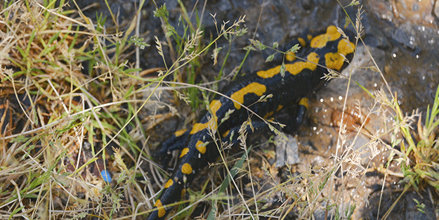 Amanoslar'da görüldü! Tehdit altında