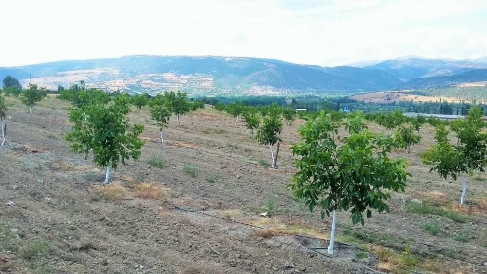 Amasya İl Özel İdaresi’nin 3 bin ceviz fidanı diktiği ‘Örnek Proje’ 4. yılında 