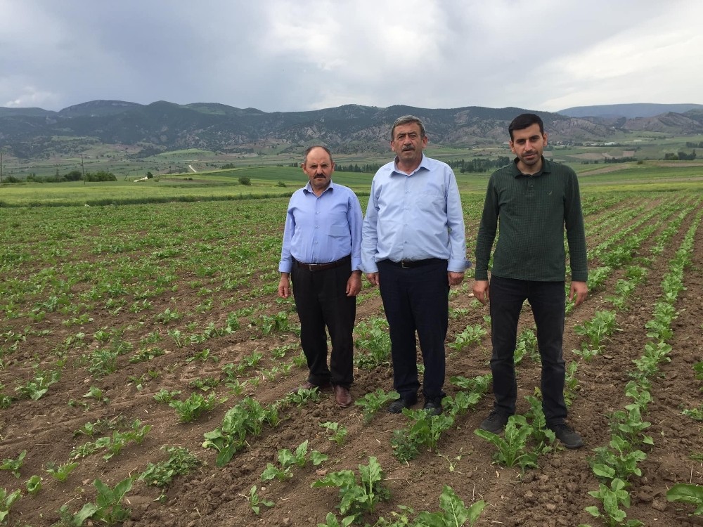 Amasya Şeker’den üreticiye 13,6 milyon liralık avans 