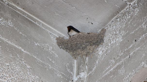 Amasya’da 100'den fazlası fabrikaya yuva yaptı