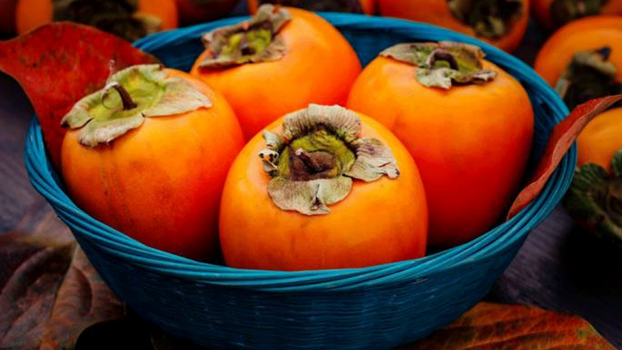 Amasya'da cennet hurması hasadı başladı! tatlı meyve sezonu açıldı!