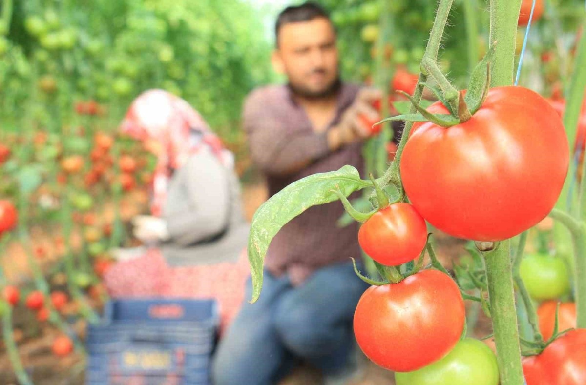 Amasya’da domates hasadı başladı! Beklenti çok yüksek