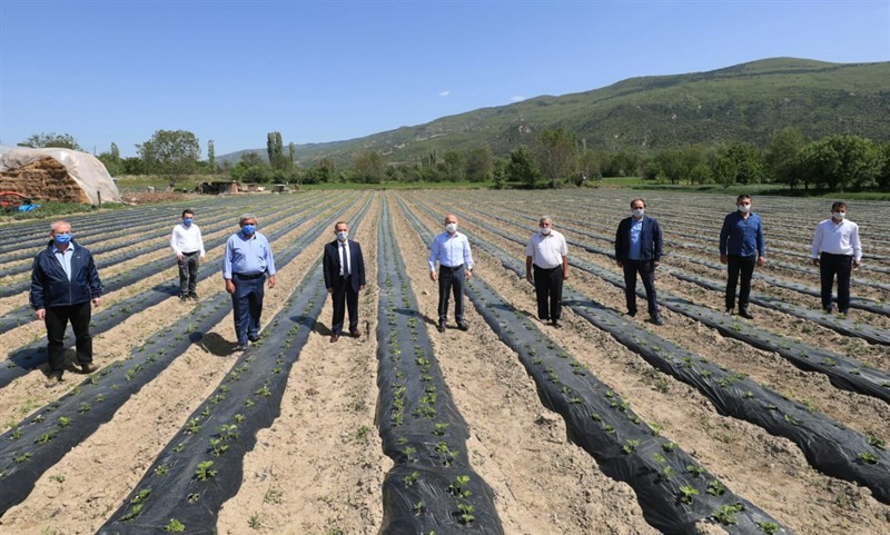 Amasya’da elmanın yanına ’çilek’ geliyor 