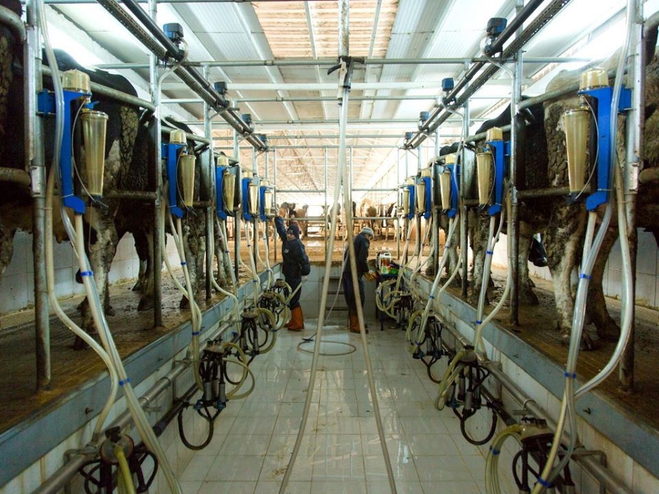 Amasya’da günlük 60 ton çiğ süt toplandı 