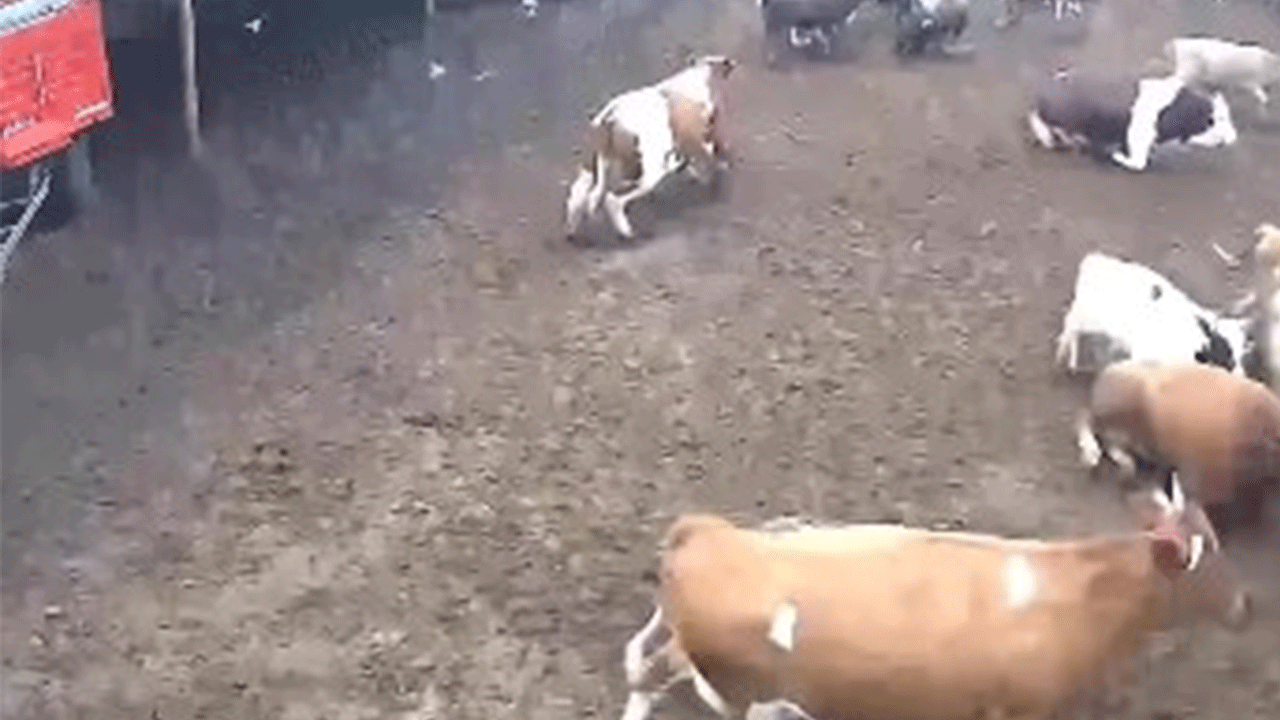 Amasya'da ineklerin depremden kaçış anı böyle görüntülendi!