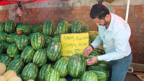 Amasya'da karpuzcunun kelek bulana 'altın' vaadi işleri ikiye katladı