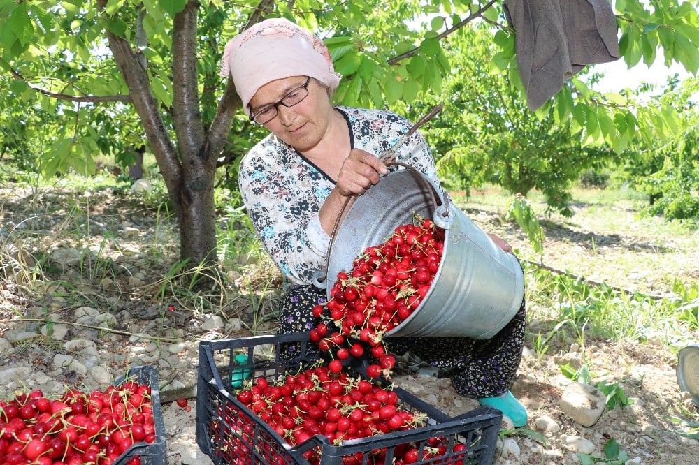 Amasya’da kiraz hasadı başladı 