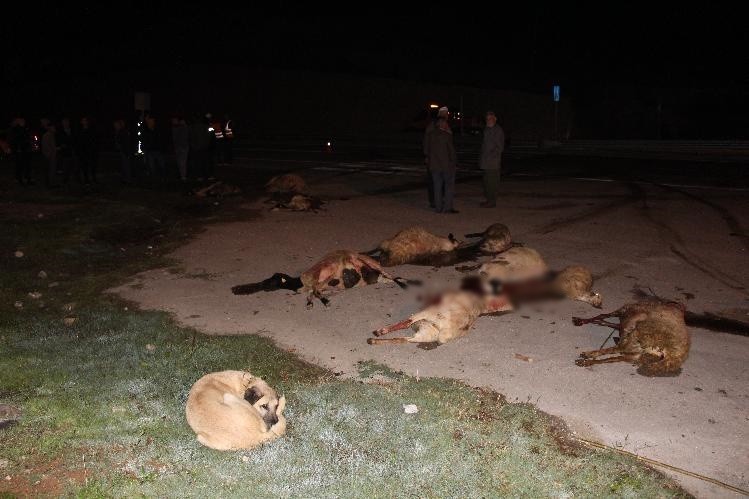 Amasya’da otomobillerin çarptığı sürüdeki 25 koyun telef oldu