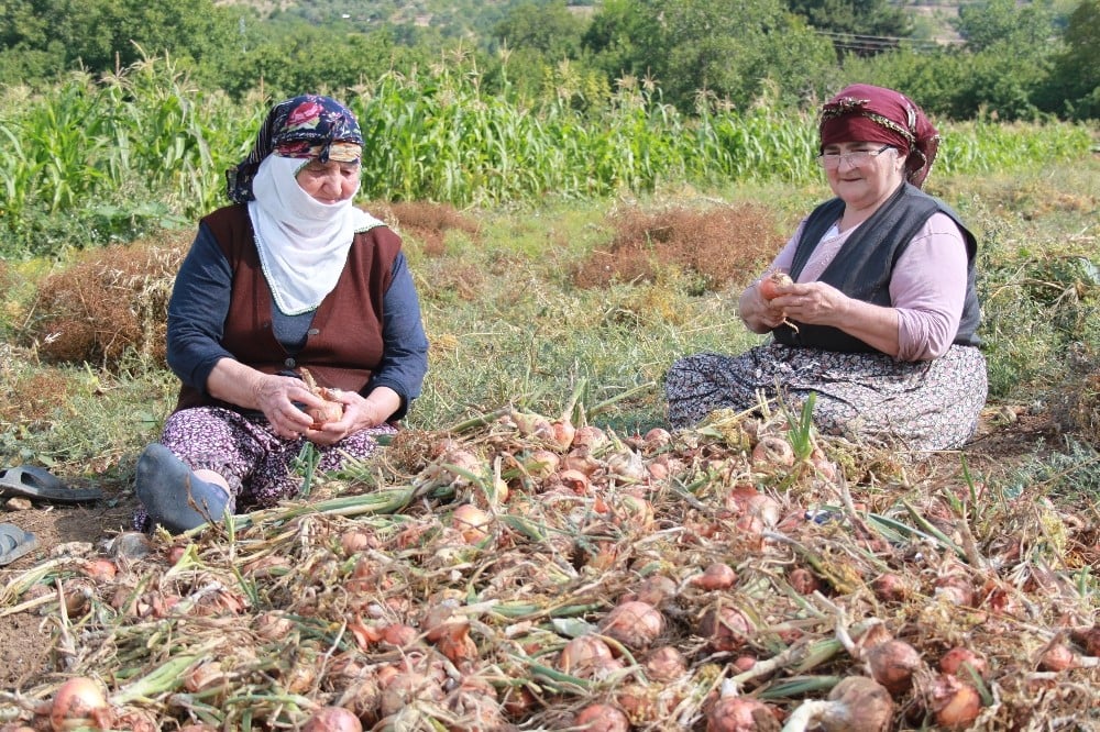 Amasya’da soğan hasadı başladı 