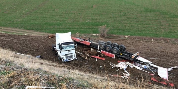 Amasya'da Tır kontrolden çıktı büyükbaş hayvanlar telef oldu
