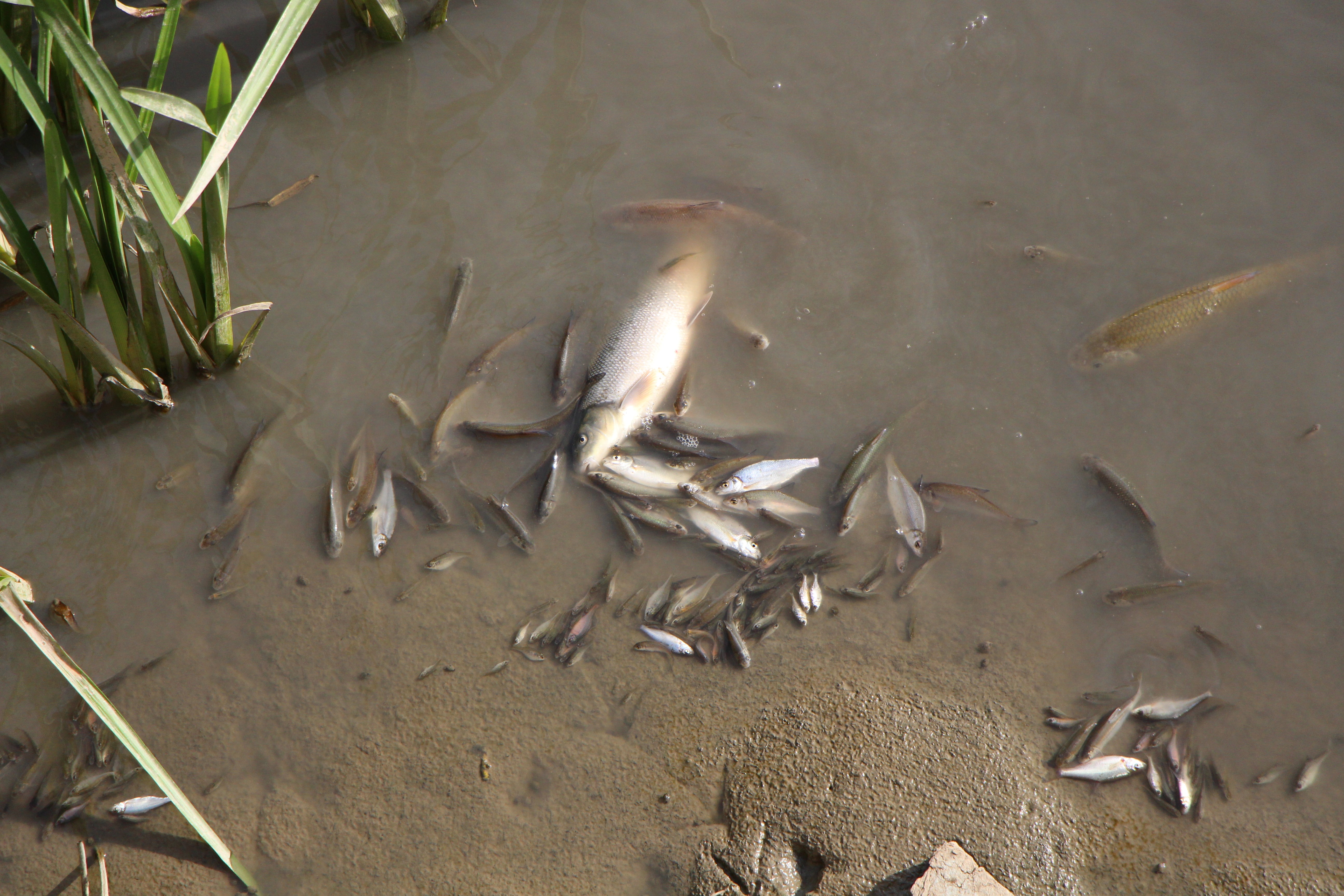 Amasya'da Yeşilırmak Nehri'nde balık ölümleri yaşandı