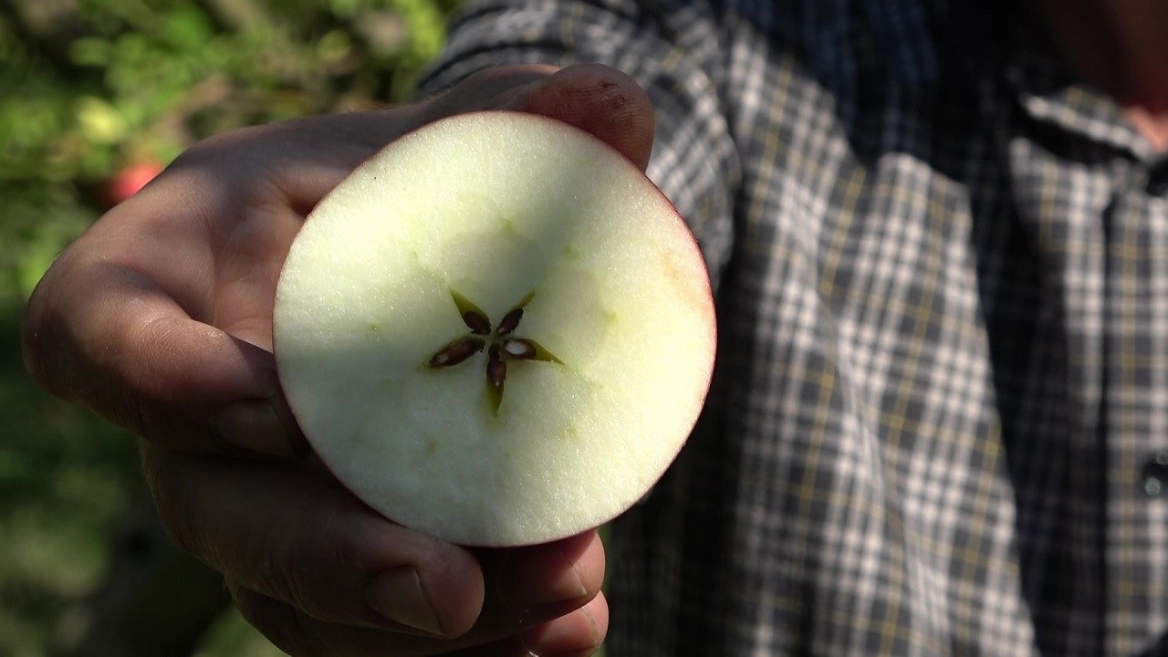 Amasyalılar bu meyveyi 2 bin yıldır yetiştiriyor