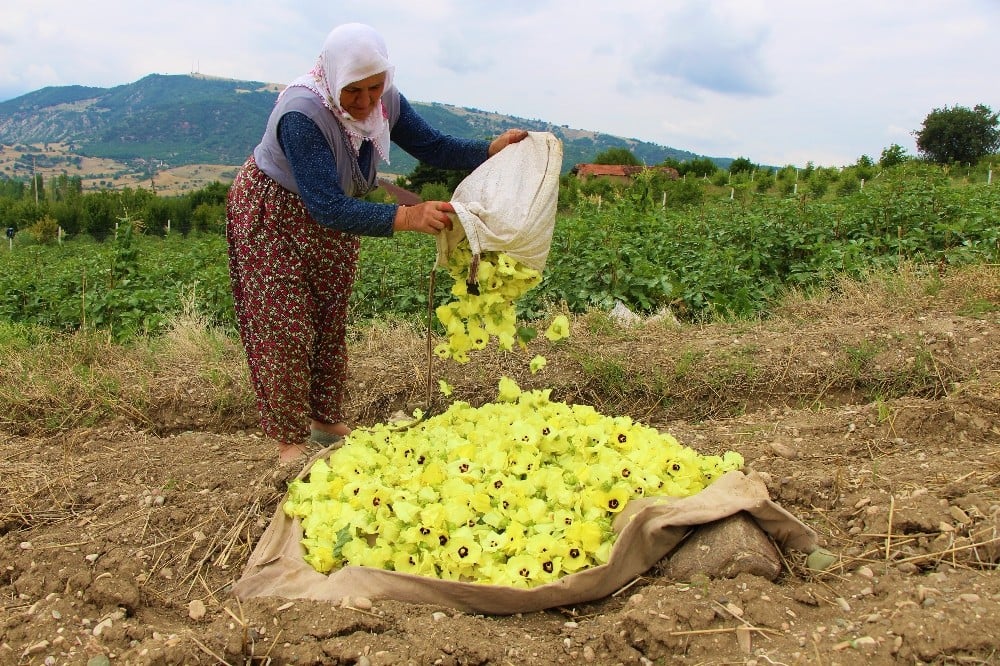 Amasya’nın tescilli ’çeyrek altın’ı: Çiçek Bamyası 