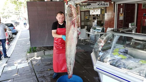 Amasya'nın Yeşilırmak Nehri'nde yakalandı! Gören şoke oluyor