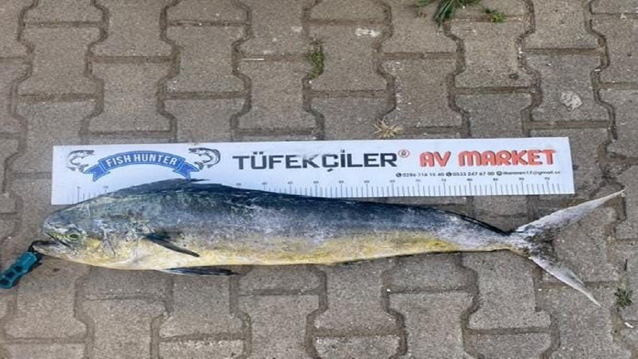 Amatör balıkçı şaşkına döndü! Tam 7 kilo ağırlığında