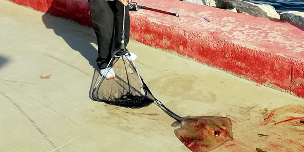 Amatör balıkçının oltasına 10 kg'lik iğneli vatoz takıldı