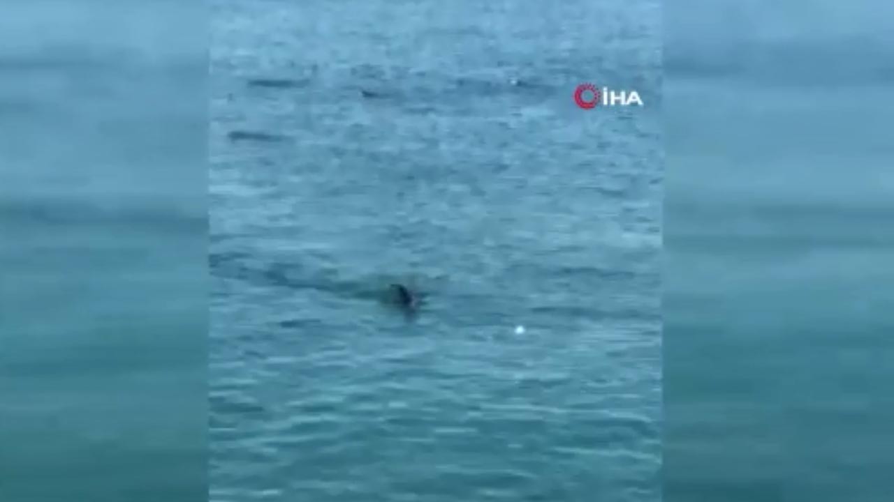 Amatör balıkçının oltasına takılan canlı şaşırttı! O anlar kamerada