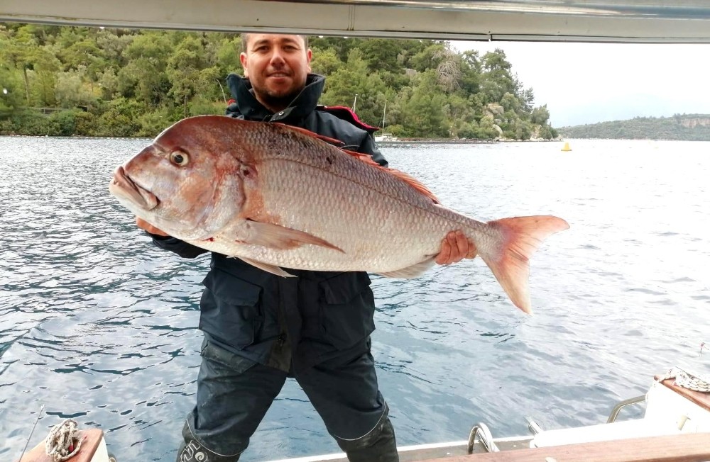 Amatör balıkçısının oltasına dev Trança takıldı 