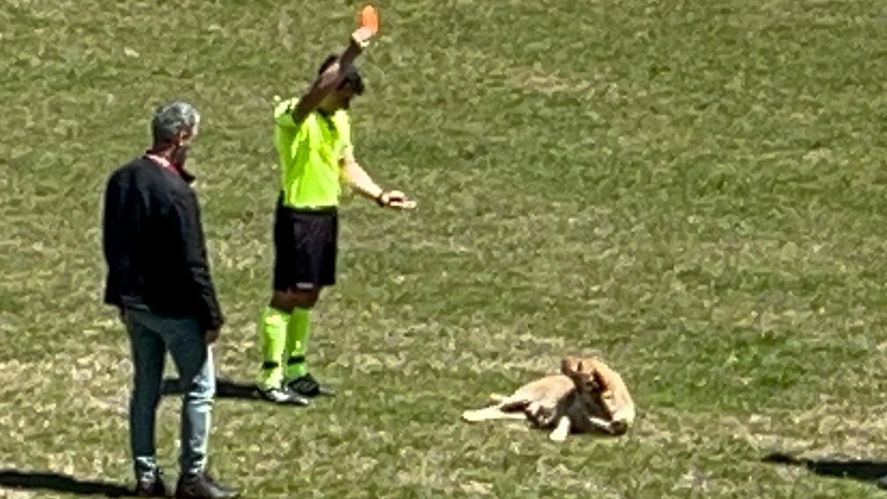 Amatör maçta sahaya giren köpeğe kırmızı kart