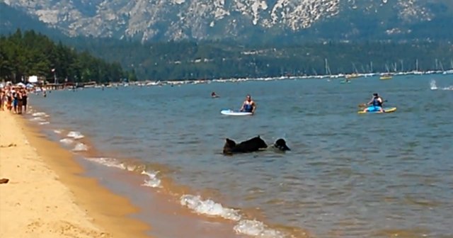 Amerika'da gölü ayılar bastı