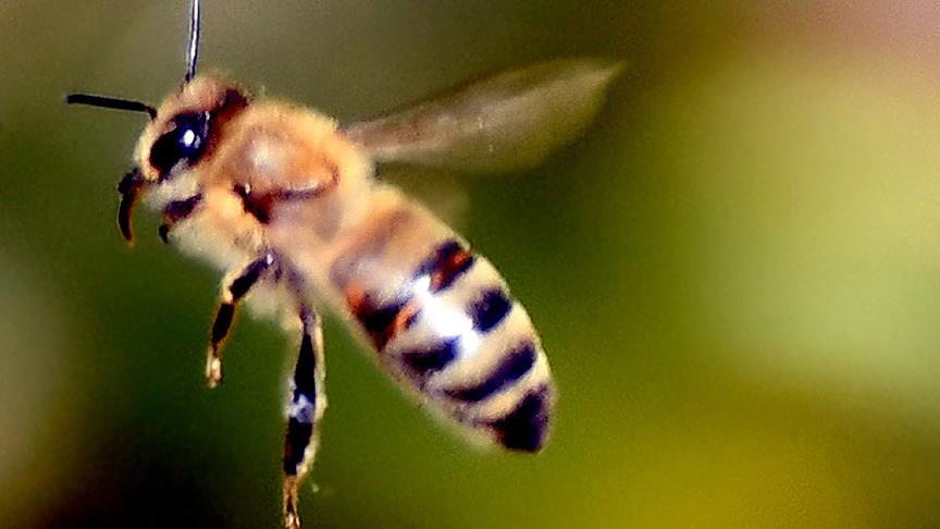 Amerika'da suya dalıp çıkabilen robot arı üretildi