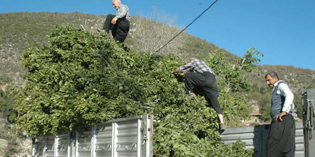 Amerikalılar, Çinliler almak için yarışıyor, günlük kazançları ise…