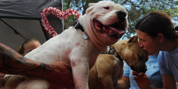 Amerikan bully XL cinsini yasaklıyorlar!